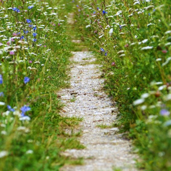 A close up shot of a rural pathway surrounded by magical wildflowers in white, blue, pink and yellow